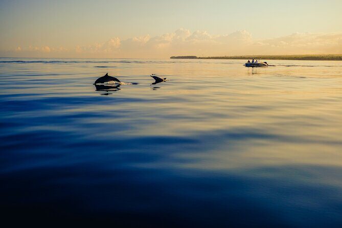 Dolphin Adventure in Sotogrande with Drink Included - Who Will Love This Tour?