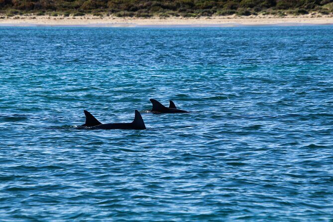 Dolphin Adventure in Sotogrande with Drink Included - The Sum Up