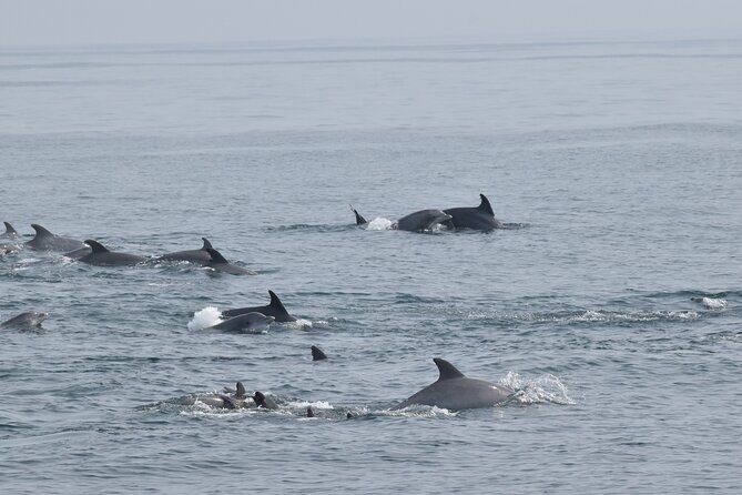 Dolphin and Bird Watching Ecotour Cruise - Who Should Consider This Tour?