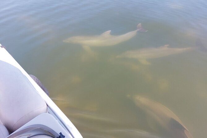 Dolphin and Manatee Boat Tour from Cocoa Beach and Port Canaveral - What We’ve Heard from Travelers