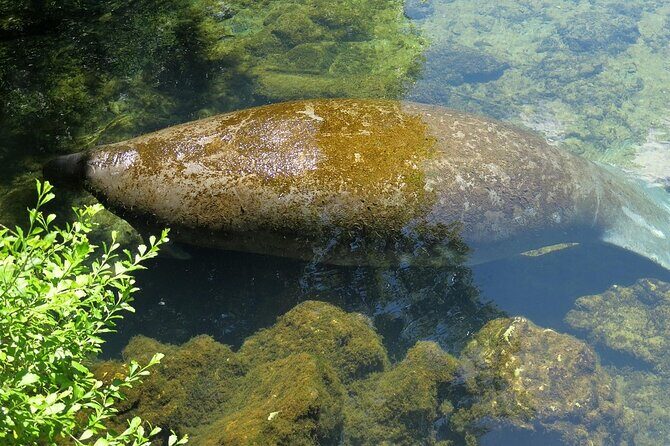 Dolphin and Manatee Boat Tour from Cocoa Beach and Port Canaveral - Final Thoughts