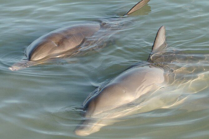 Dolphin and Manatee Clear Kayak or Paddleboard Tour - Key Points