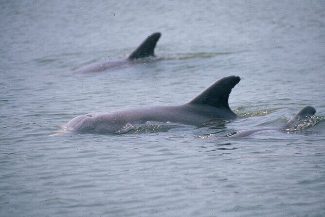 Dolphin and Manatee Clear Kayak or Paddleboard Tour - Pricing and Value