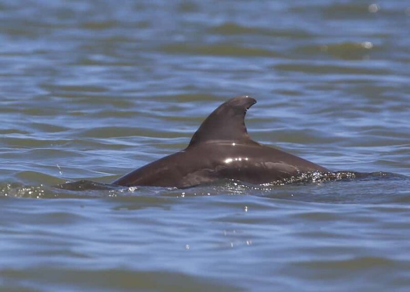 Dolphin and Manatee Kayak Tour - An Overview of the Experience
