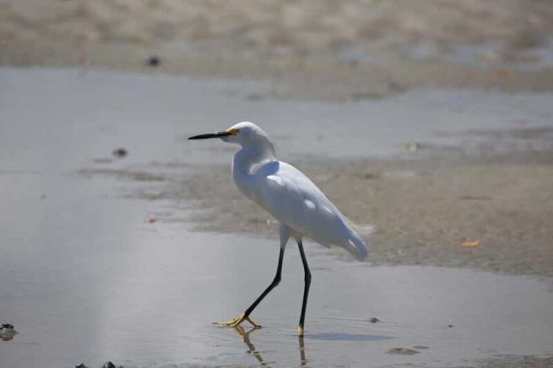 Dolphin and Manatee Kayak Tour - Why This Tour Works Well