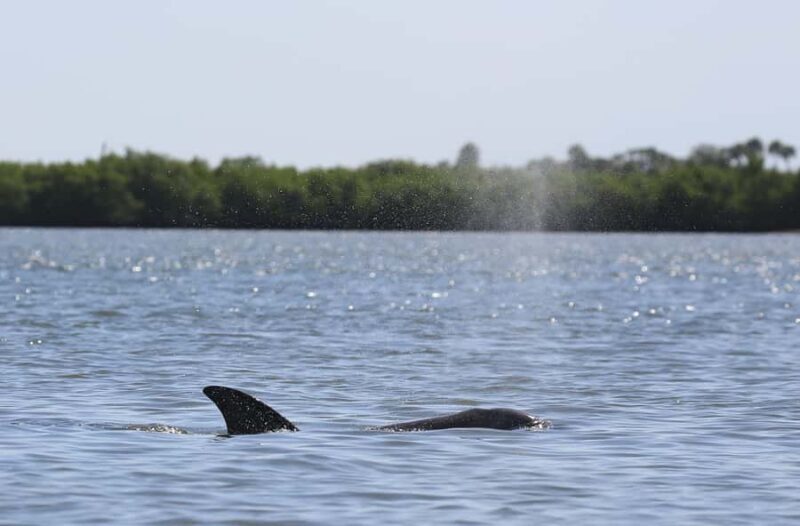 Dolphin and Manatee Kayak Tour - The Value of the Experience