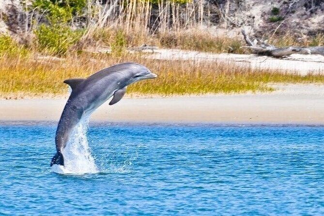 Dolphin and Nature Boat Excursion - Introduction