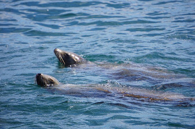 Dolphin and Sea Lion Tour of Catalina Island - Practical Details: Logistics and Value