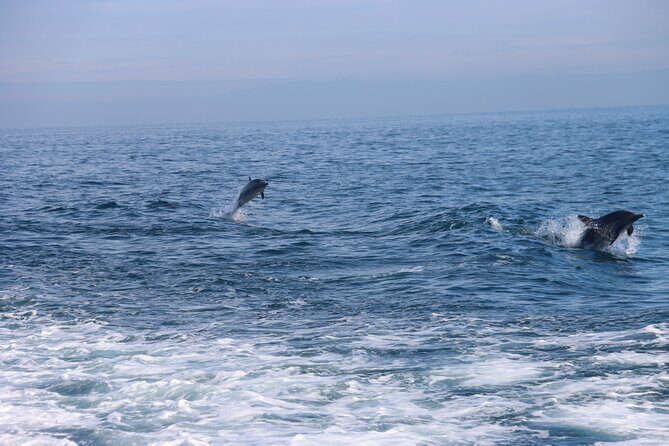 Dolphin and Sea Lion Tour of Catalina Island - Who Is This Experience For?