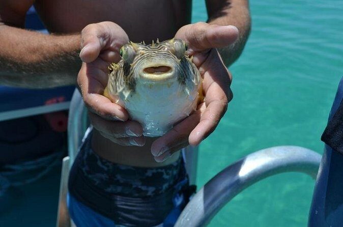 Dolphin and Snorkeling Activity in Panama City Florida - The Sum Up