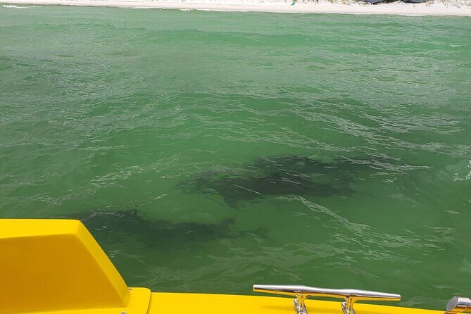 Dolphin and Sunset tour aboard the Hydro Rocket - Who Should Consider This Tour?