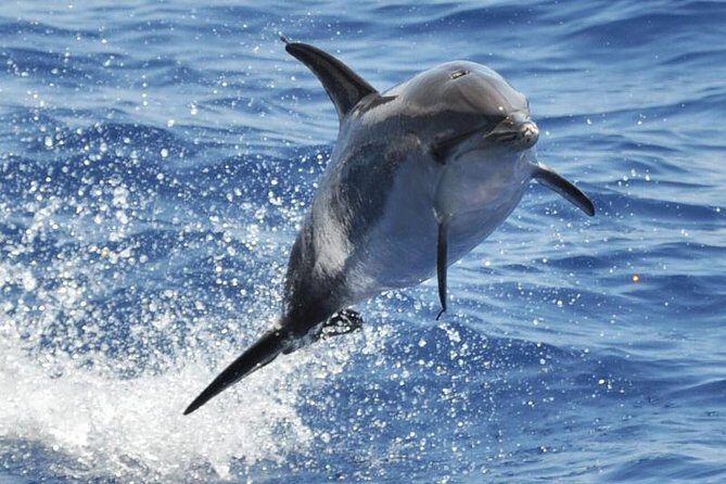 Dolphin and Whale Cruise in Puerto Rico, Gran Canaria - Key Points