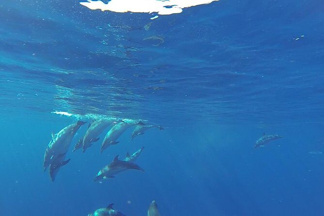 Dolphin and Whale Cruise in Puerto Rico, Gran Canaria - A Detailed Breakdown of the Dolphin and Whale Cruise Experience
