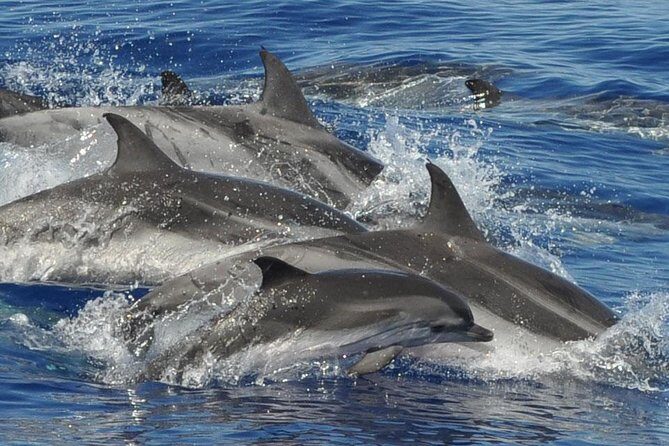 Dolphin and Whale Cruise in Puerto Rico, Gran Canaria - Who Should Consider This Tour?