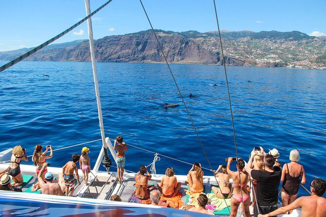 Dolphin and Whale Watching Catamaran Cruise from Funchal - A Detailed Look at the Madeira Dolphin and Whale Watching Tour