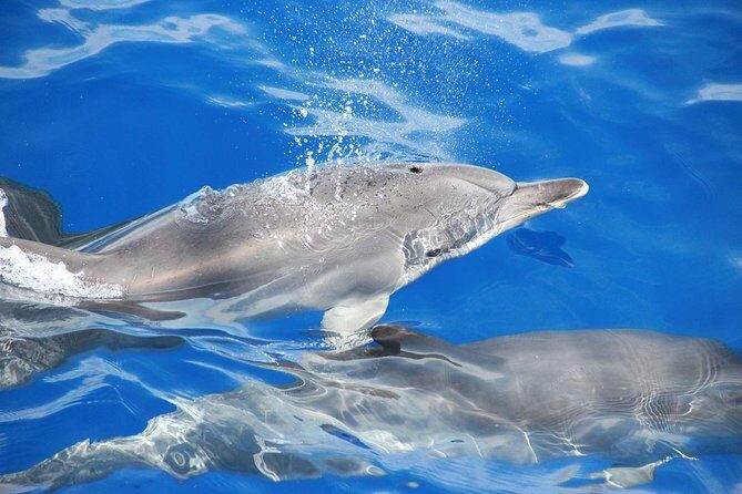Dolphin and Whale Watching Catamaran Cruise from Funchal - FAQs