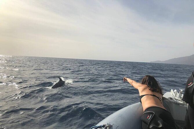 Dolphin and Whale Watching in La Restinga - What to Expect on the Dolphin and Whale Watching Tour