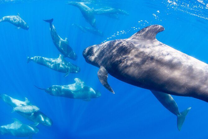 Dolphin and Whale Watching in La Restinga - Who Should Consider This Tour?