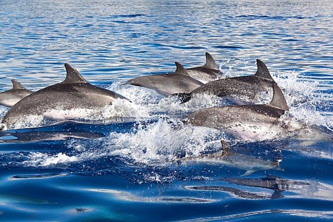 Dolphin and Whales watching cruise from Puerto Rico de Gran Canaria - Detailed Review of the Dolphin and Whale Watching Cruise