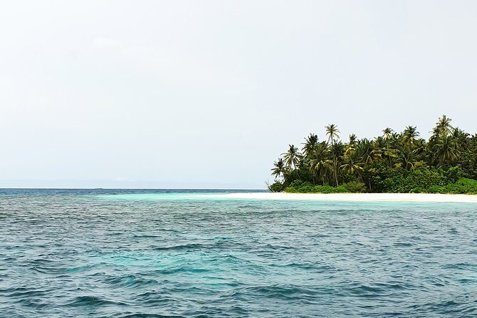 Dolphin Cruise in Dhiffushi - A Detailed Look at the Tour Experience