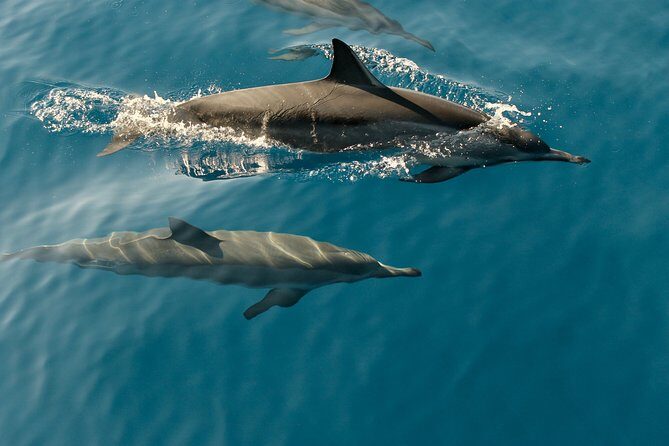 Dolphin Cruise in Dhiffushi - Who Will Love This Tour?