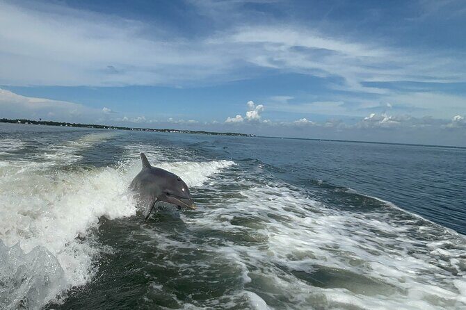 Dolphin cruise in Santa Rosa Beach - Key Points