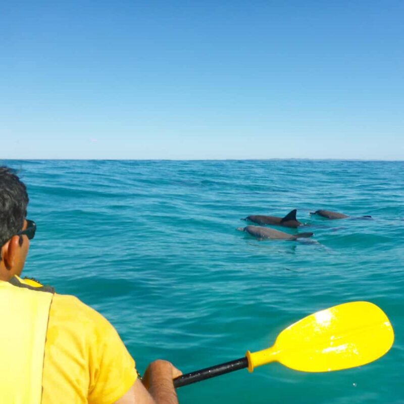 Dolphin Kayak Tour & Beach 4X4 National Park Tour (Private) - Wildlife and Nature Insights
