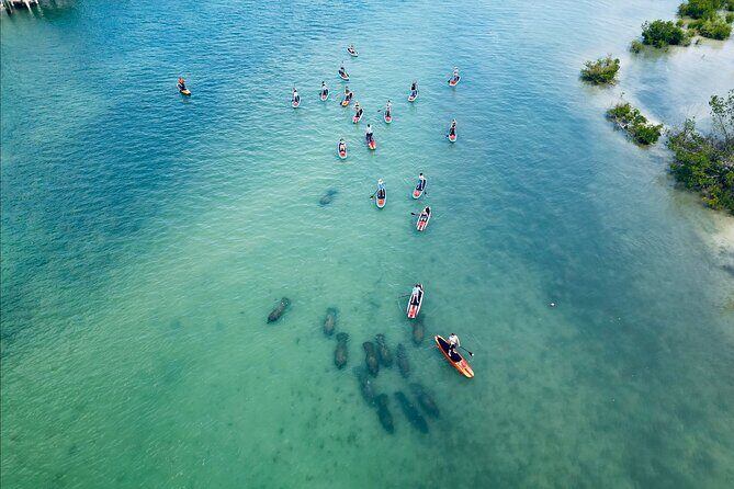 Dolphin, Manatee and Sea Turtle Adventure Tour of Bonita Springs - Key Points