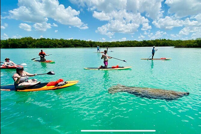 Dolphin, Manatee and Sea Turtle Adventure Tour of Bonita Springs - The Value of the Experience