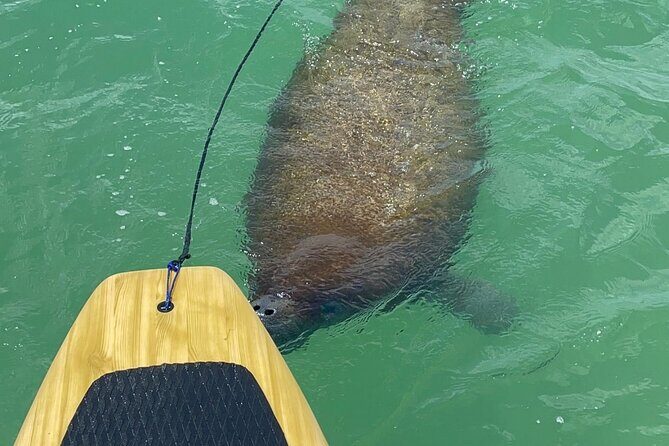 Dolphin, Manatee and Sea Turtle Adventure Tour of Bonita Springs - FAQs