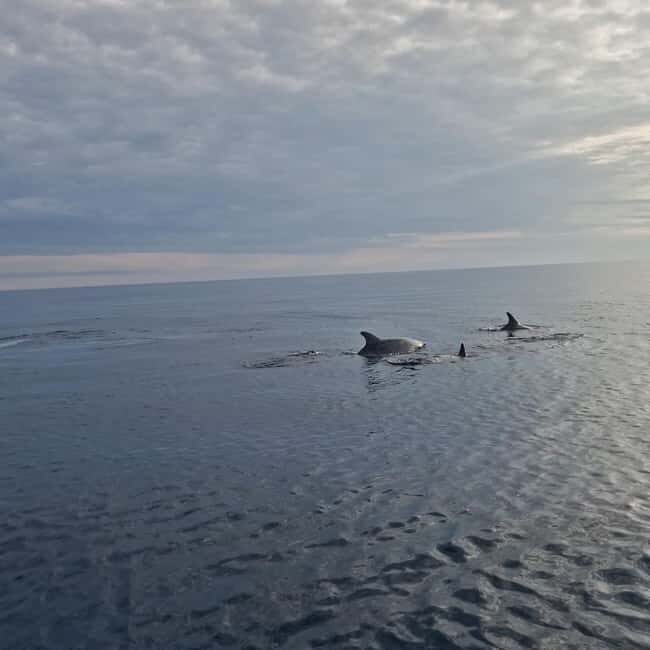Dolphin private sunset tour Rovinj - An In-Depth Look at the Rovinj Sunset Dolphin Tour