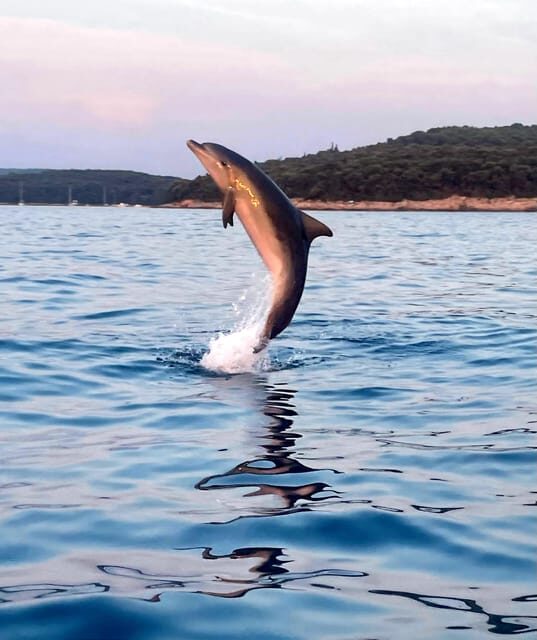 Dolphin private sunset tour Rovinj - The Bottom Line: Is It Worth It?