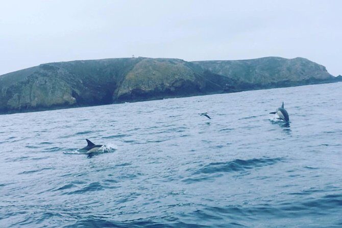 Dolphin Route - A Deep Dive Into the Dolphin Route Experience