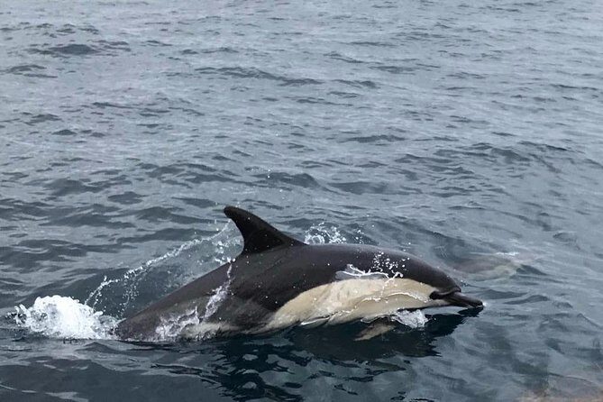 Dolphin Route - Frequently Asked Questions