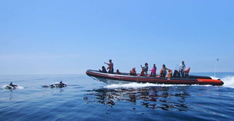 Dolphin Safari and Cave Tour in Vilamoura - What to Expect on the Dolphin and Cave Tour