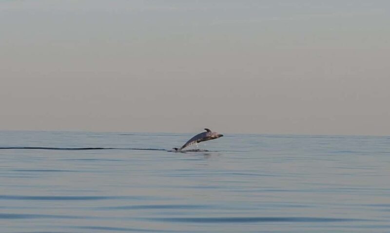 Dolphin safari every evening - FAQs