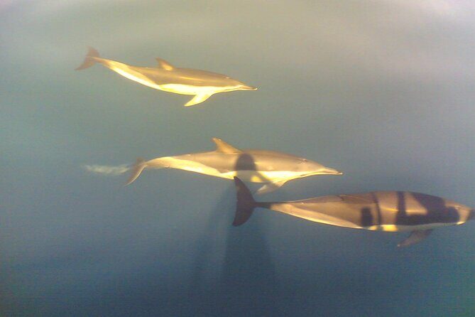 Dolphin Safari, São Rafael Caves & Coastline. - Who Is This Tour Best For?