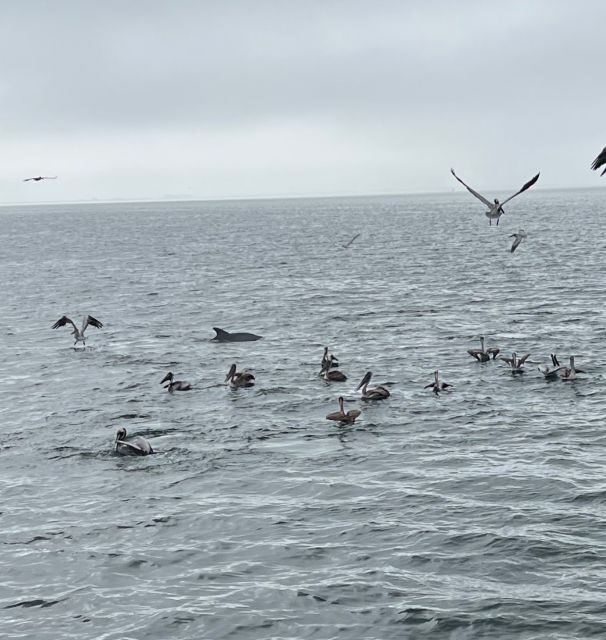 Dolphin & Scenic Bay Sightseeing Cruise Up to 49, Pensacola - Key Points