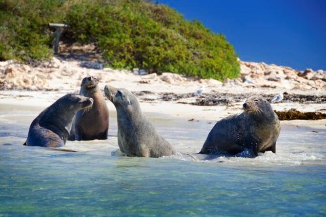 Dolphin, Sea Lion and Penguin Island Cruise - What to Expect During the Tour