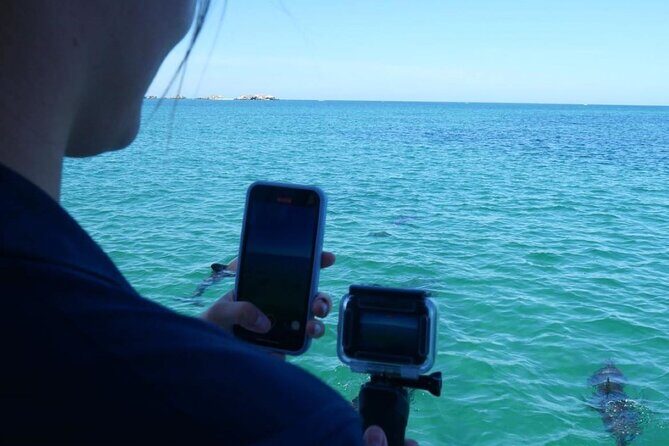 Dolphin, Sea Lion and Penguin Island Cruise - Who Should Book This Tour?