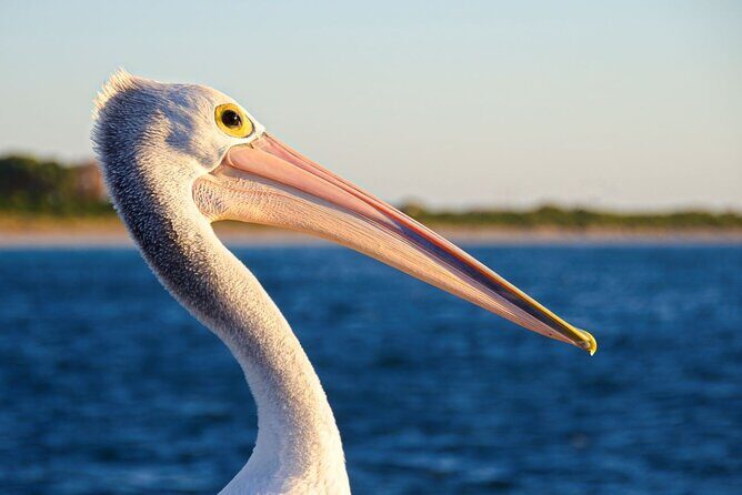 Dolphin, Sea Lion and Penguin Island Cruise - Frequently Asked Questions