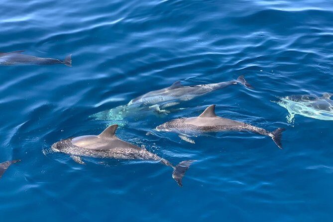 Dolphin Searching Tour in Puerto de Mogán ("KEEPER UNO" Boat) - FAQs