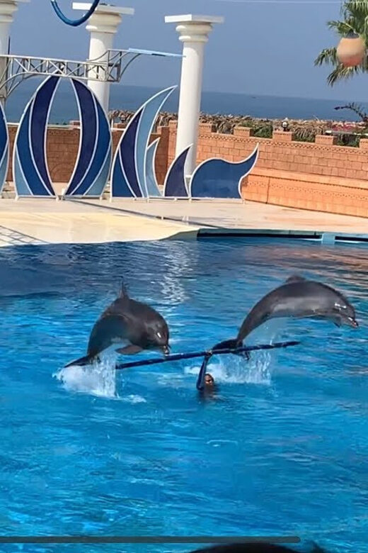 Dolphin Show Free Transfer From Alanya, Side, Kemer,Antalya - Key Points