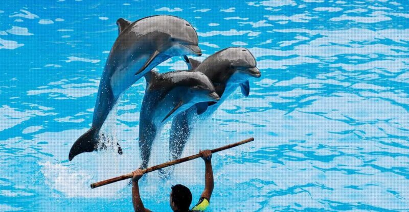 Dolphin Show Free Transfer From Alanya, Side, Kemer,Antalya - What You Can Expect from the Dolphin Show Experience
