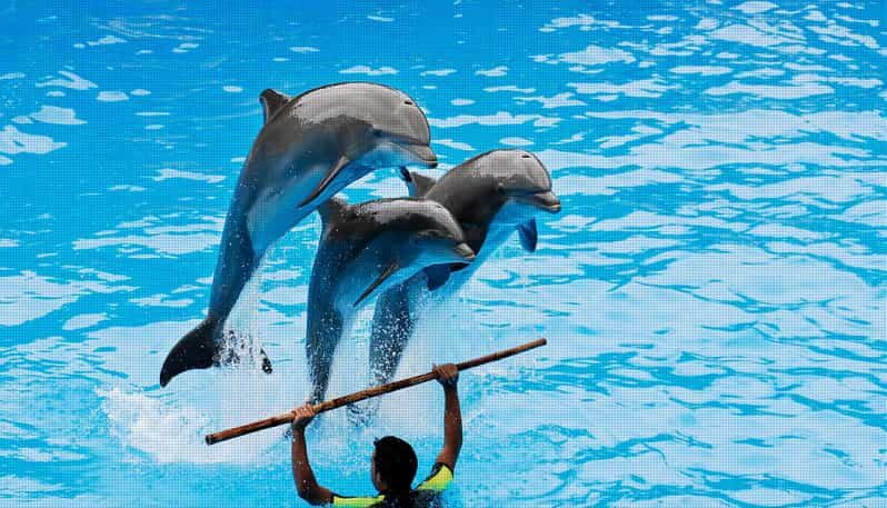 Dolphin Show Free Transfer From Alanya, Side, Kemer,Antalya - FAQs