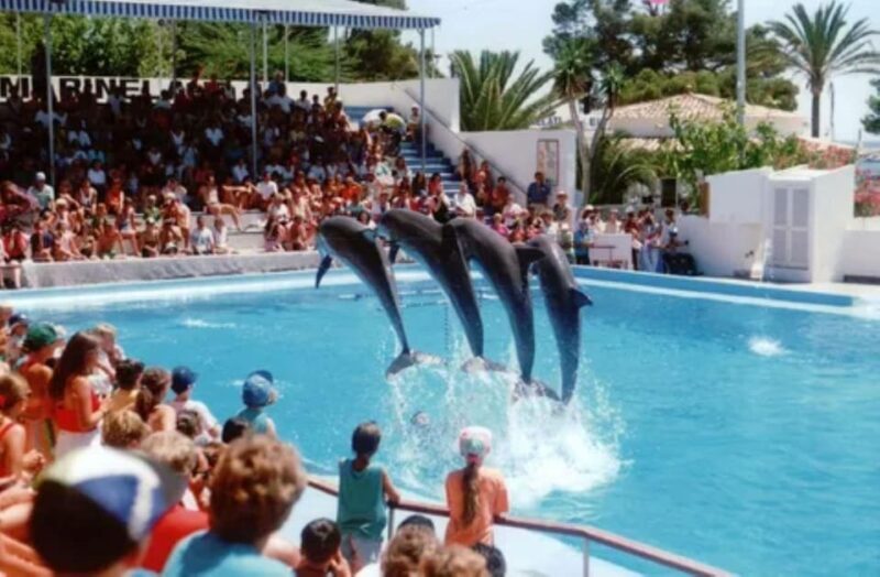 Dolphin Show Tour with Transfer from Alanya & Side - Key Points