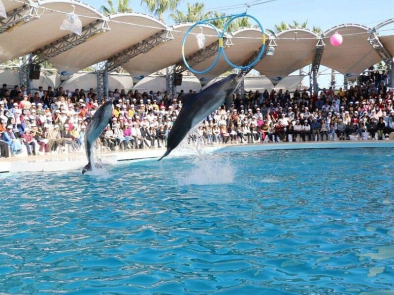 Dolphin Show Tour with Transfer from Alanya & Side - How This Tour Fits Into Your Trip
