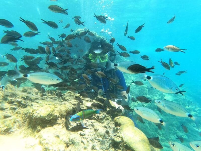 Dolphin Show Tour with Transfer from Alanya & Side - The Sum Up