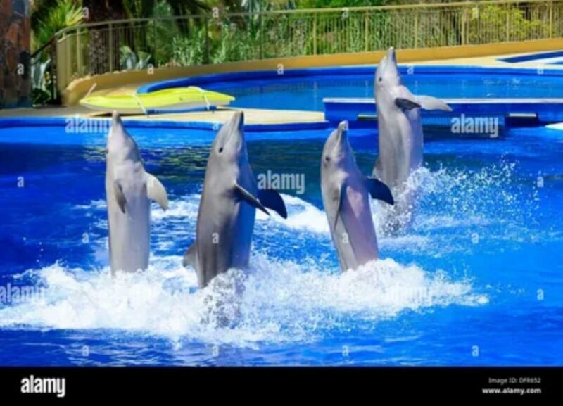 Dolphin Show Tour with Transfer from Alanya & Side - FAQ