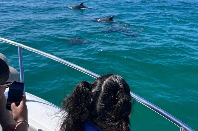 Dolphin Sightseeing and Shell Island Snorkel Tour - The Experience Provider & Booking Details